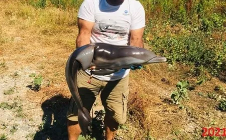 Yavru yunusu delici aletle öldürdüler