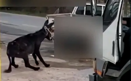 Eşeği sürükleyerek götürün kamyonet sürücüsüne tepki