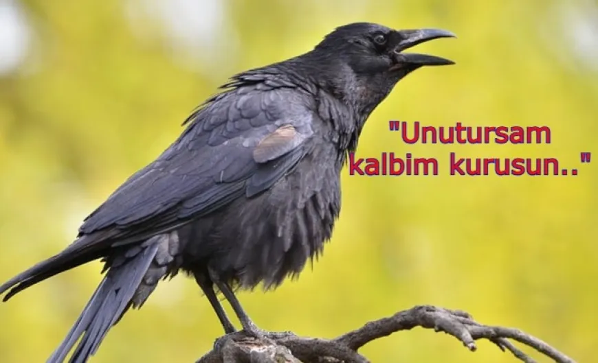 Kargaların kin tuttukları keşfedildi: Kızdırırsanız 17 yıl boyunca unutmuyorlar