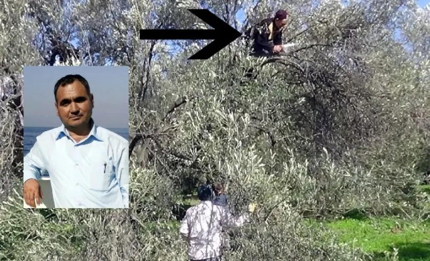 Zeytin ağacından düştü...