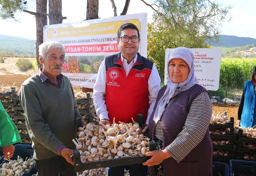Sarımsak tohumları toprakla buluştu