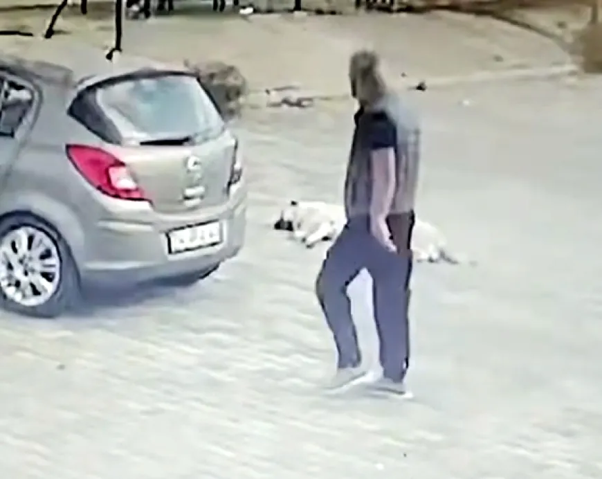 Uyuyan köpeği gördü, arabasıyla ezip geçti, arkasına bile bakmadı aranıyor