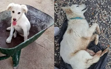 Milas’ta sahipli köpeği tek kurşunla öldürdüler