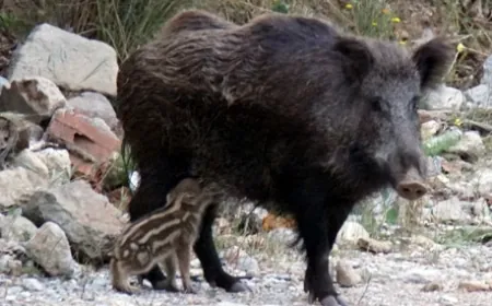 Muğla’da yaban domuzu sürek avı davalık oldu