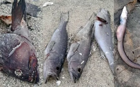 Turistik adada korkutan gelişme, yüzlerce ölü balık karaya vurdu