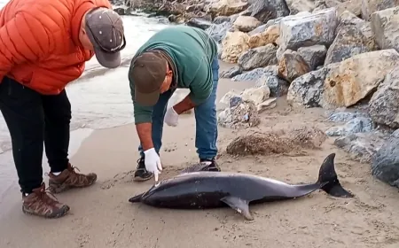 Ölü yunus karaya vurdu