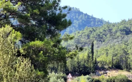 Muğla’da ormanlar 20 yıllığına kiraya verilecek