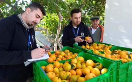 Bodrum Mandalin festivalinde ücretsiz mandalin dağıtılacak,   üretici dertli “Mandalin para etmez oldu”