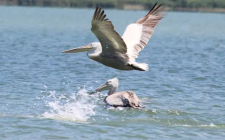 Yağmurlar Azap gölünü kurtardı, gölde yaşam  yeniden başladı, bu kezde avcılar dadandı