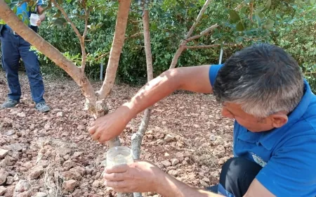 Muğla’da sakız ağacı üretimi desteklenecek