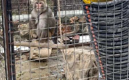 Muğla’da maymun operasyonu