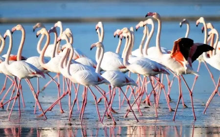Flamingo cennetini kurtarmak için “Acil Eylem Planı” hazırlandı.