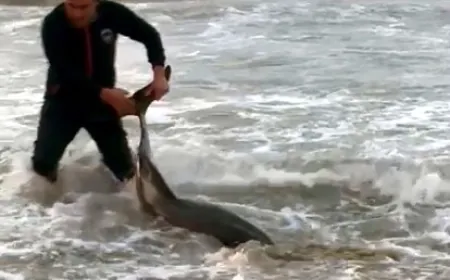 Dev yunus hayatta kalmak için kendini karaya attı, öldü