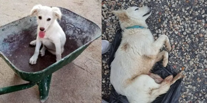 Milas’ta sahipli köpeği tek kurşunla öldürdüler