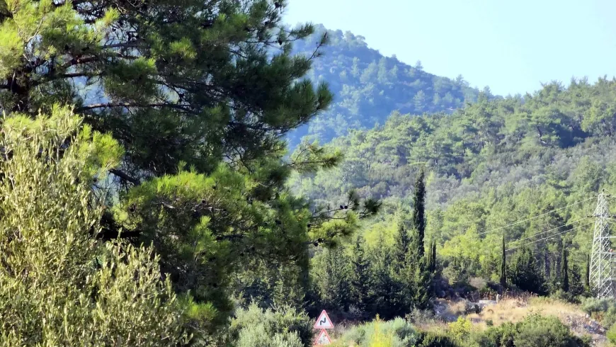 Muğla’da ormanlar 20 yıllığına kiraya verilecek