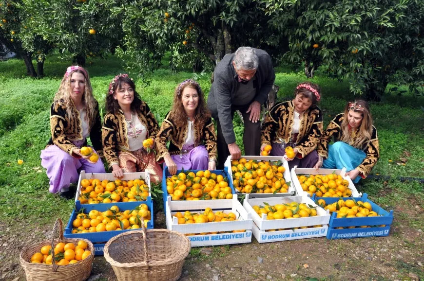 Belediye üreticiden alacağı 50 ton mandalini halka ücretsiz dağıtacak