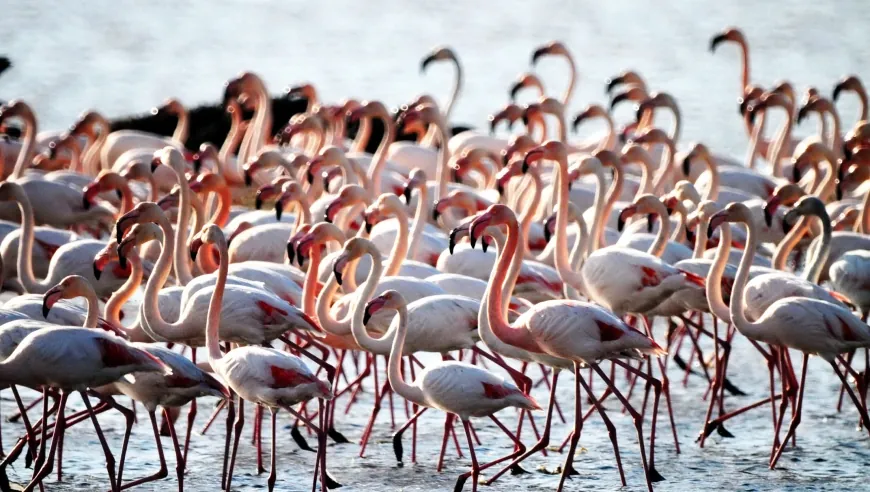 Akın akın sulak alana geldiler. Flamingo cennetinden tepki “Bu güzellikleri yok etmeyin projeleri iptal edin”
