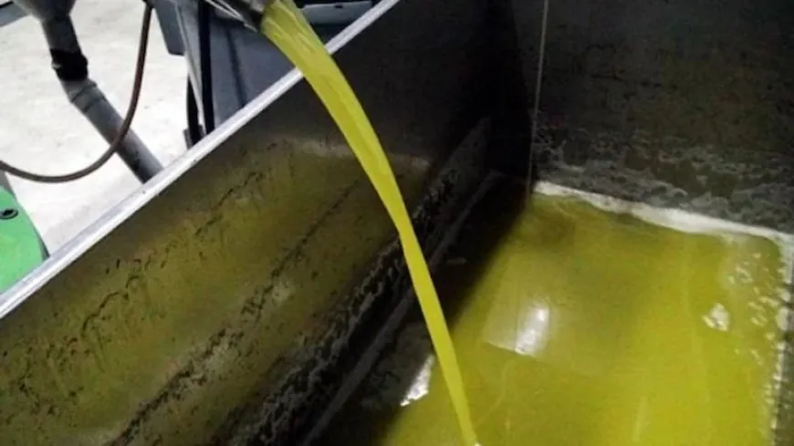 Tam 34 ton sahte zeytinyağı yakalandı! Yakalanmasa soframıza gelecekti