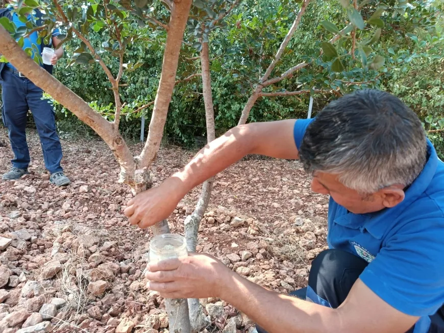 Muğla’da sakız ağacı üretimi desteklenecek