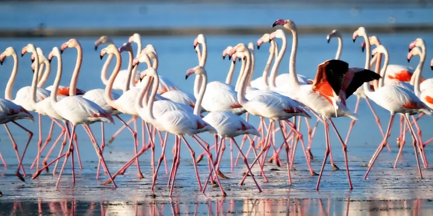 Flamingo cennetini kurtarmak için “Acil Eylem Planı” hazırlandı.