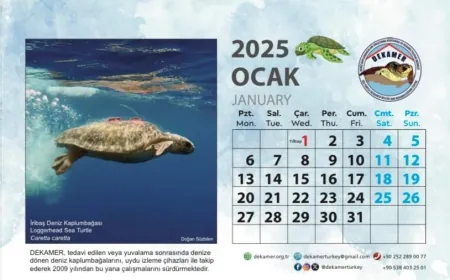 2025 Caretta Caretta takvimi yayınlandı