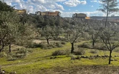 Limak Akbelen ormanını geçti zeytinliklere daldı köylü  isyan etti