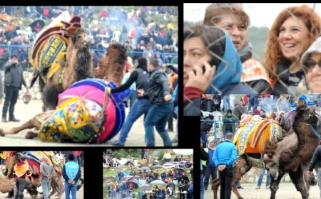 Yarın Deve Güreşi Festivali var… Ücretsiz izlenebilecek