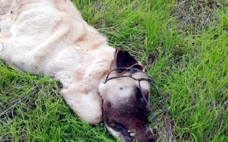 Bodrum’da vahşet köpekleri telle  boğup zehirlediler