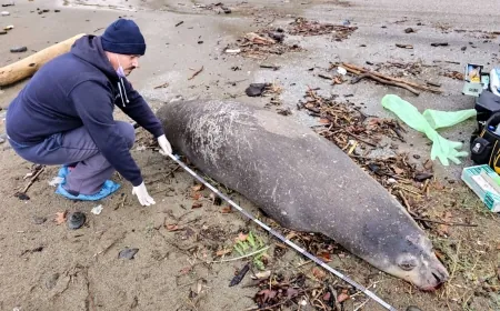 Akdeniz fokunu kafasından tabanca ile vurarak öldürdüler