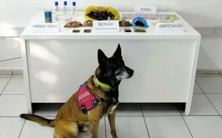 Bodrum’da 1 kilo bonzai ele geçirildi