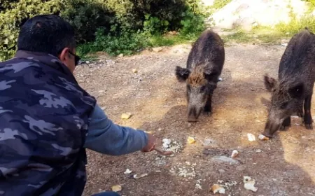 Belediye Başkanı’ndan “Domuzlar kontrol altına alınsın” açıklaması