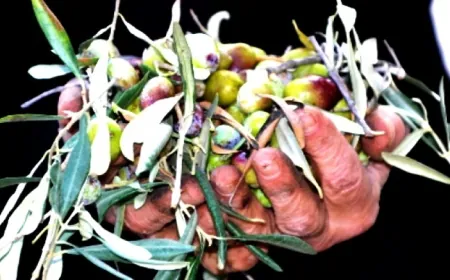 Türkiye'de 200 milyon sınırı aşıldı: En çok Manisa, Aydın ve İzmir'de var