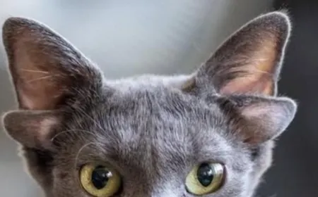 4 kulaklı kedi, tarihte sadece 3-4 kez görüldü, akın akın görmeye gidiyorlar