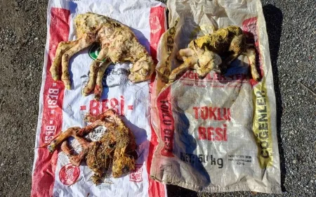 Muğla’da anormal kuzu doğumları korkuttu