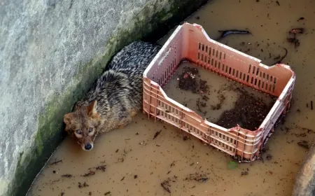 Su sarnıcına  düşen tilkiyi belediye ekipleri kurtardı