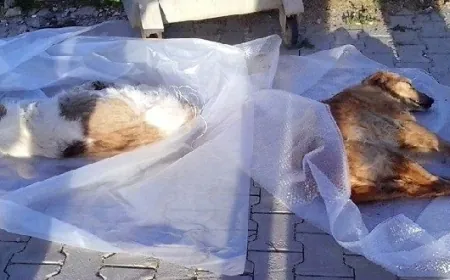 Bodrum’da köpek zehirlemeleri isyan ettirdi