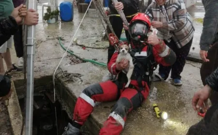 Kuyuya düşen yavru köpeği kurtarmak için seferber oldular