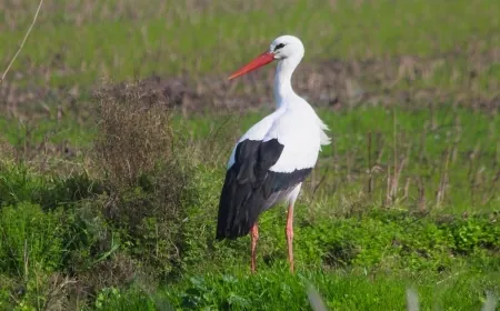 Köye ilk gelen leylek iki çuval un kazandırdı