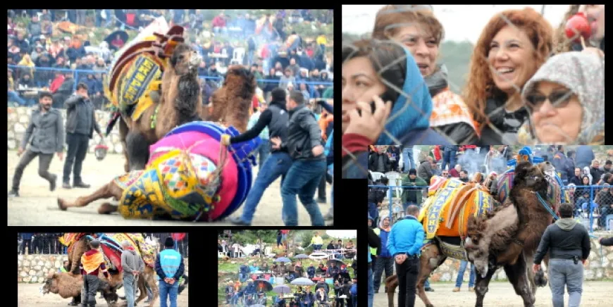 Yarın Deve Güreşi Festivali var… Ücretsiz izlenebilecek