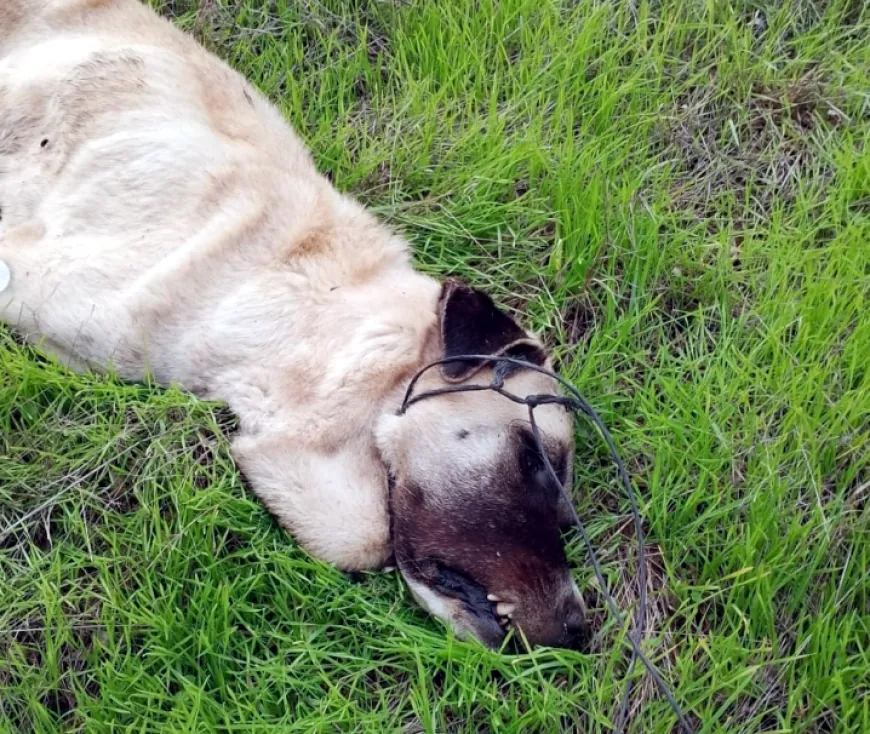 Bodrum’da vahşet köpekleri telle boğup zehirlediler