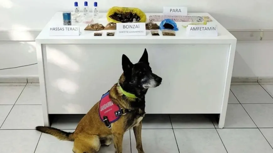 Bodrum’da 1 kilo bonzai ele geçirildi
