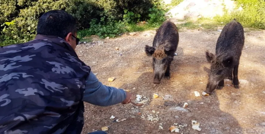 Belediye Başkanı’ndan “Domuzlar kontrol altına alınsın” açıklaması