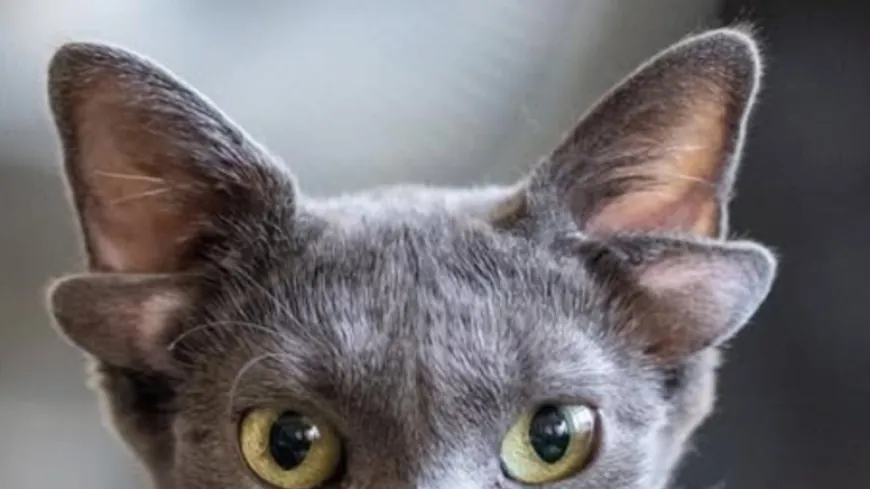 4 kulaklı kedi, tarihte sadece 3-4 kez görüldü, akın akın görmeye gidiyorlar