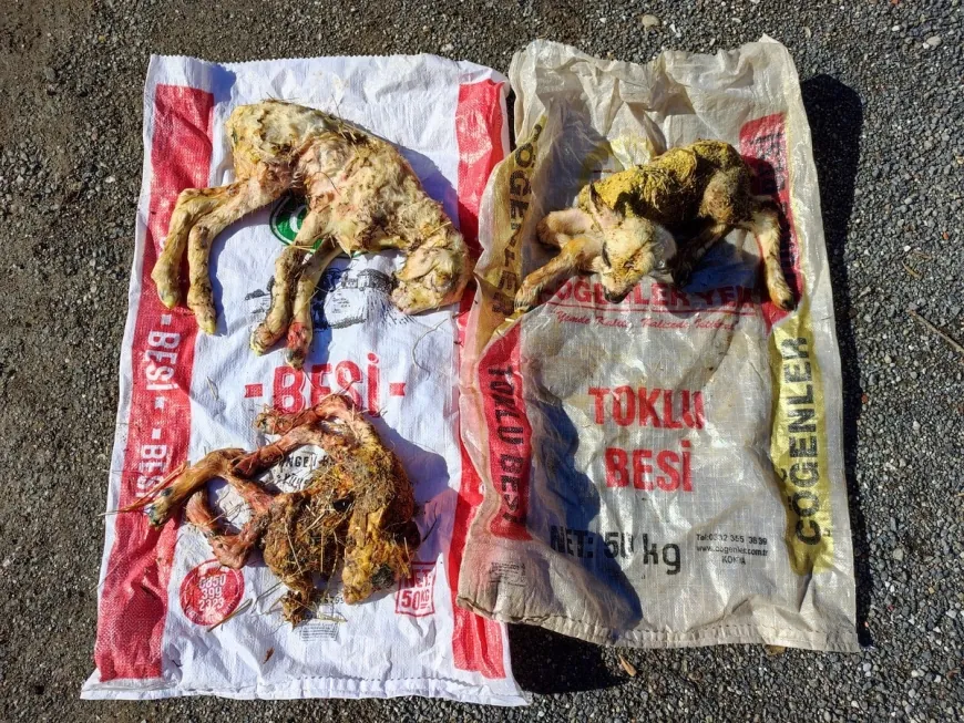 Muğla’da anormal kuzu doğumları korkuttu