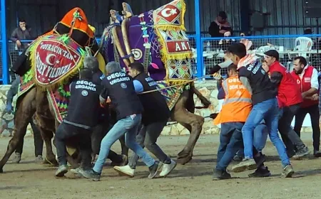 Develer bu kez Milas’ta güreşecek