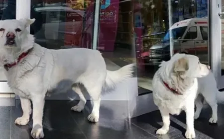 Sağlık Bakanlığı'ndan 81 ile 'hayvan' talimatı