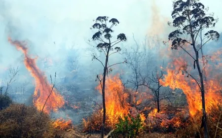 Milas'ta makilik alan yangını