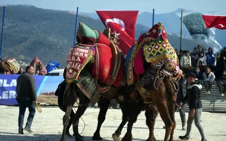 Milas'ta develer spor için güreşti