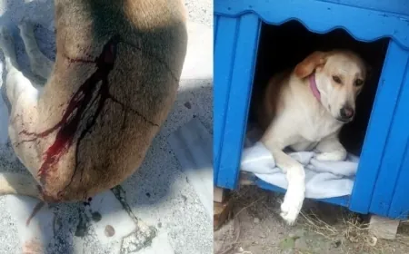 BODRUM'DA KÖPEĞİ POMPALI TÜFEKLE VURAN AVUKAT GÖZALTINA ALINDI