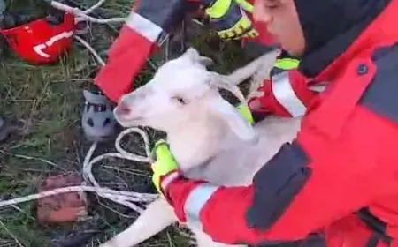Muğla'da kuyuya düşen keçi kurtarıldı